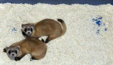Photo of two black-footed ferrets in a plastic nest box filled with bedding.
