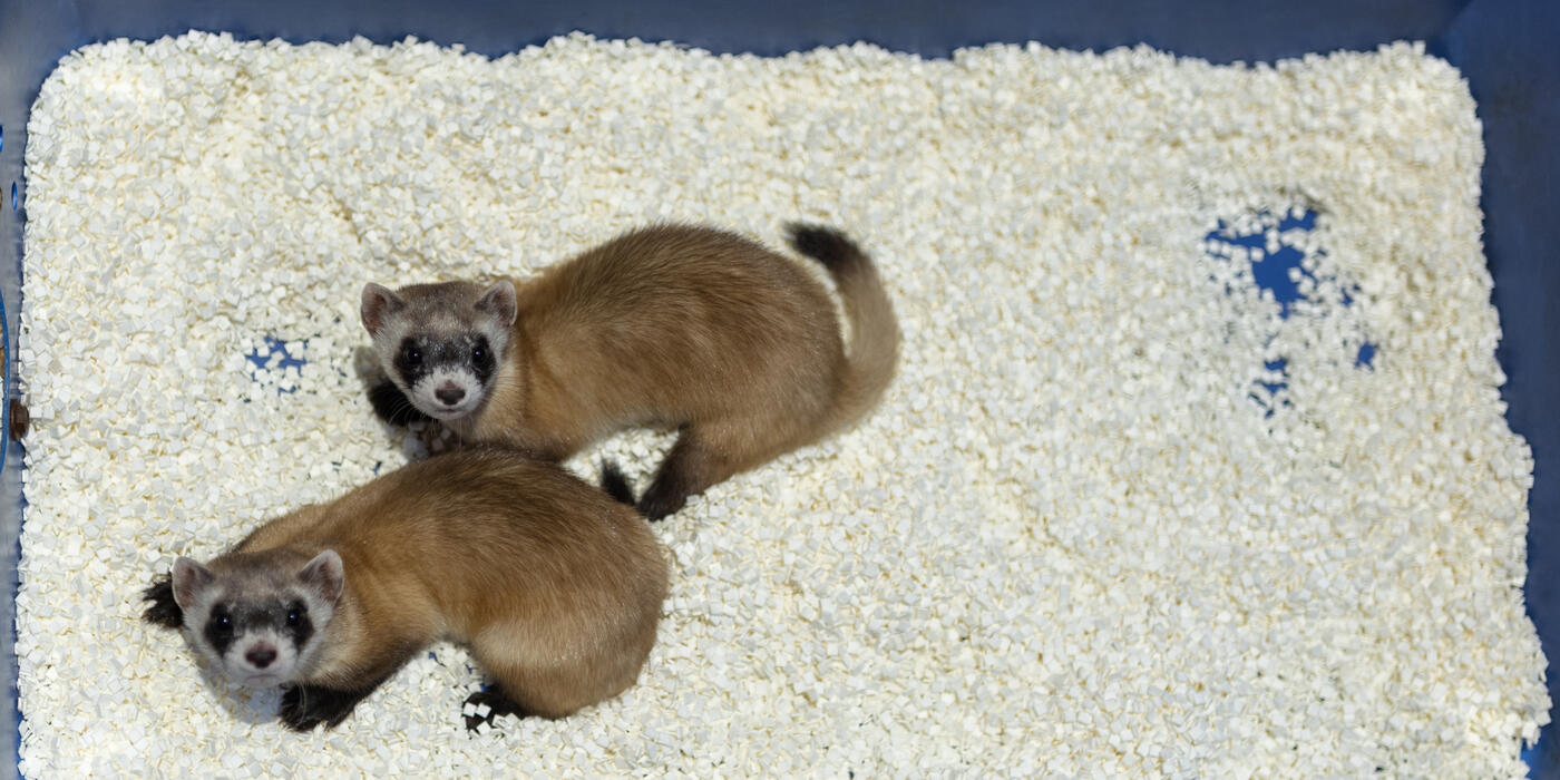Photo of two black-footed ferrets in a plastic nest box filled with bedding.