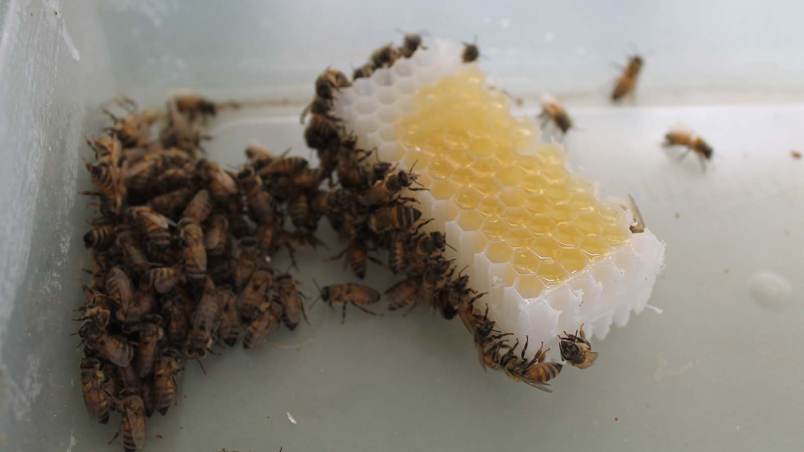 Black and orange honeybees cluster around a honeycomb.
