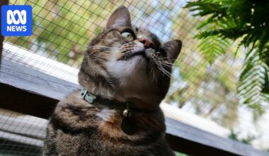Perth council City of Bayswater loses legal bid to stop pet cats roaming