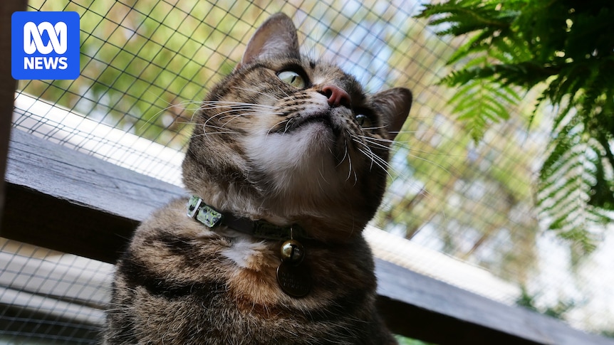 Perth council City of Bayswater loses legal bid to stop pet cats roaming