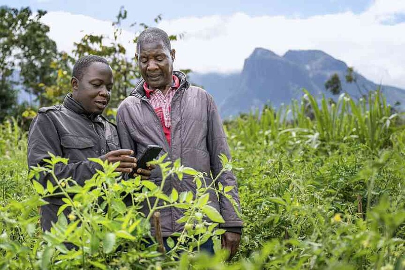 Alex Maere, right, uses the Ulangizi AI chatbot with a fellow farmer in Mulanje, southern Malawi, Tuesday, July 29, 2025. (AP Photo/Thoko Chikondi)