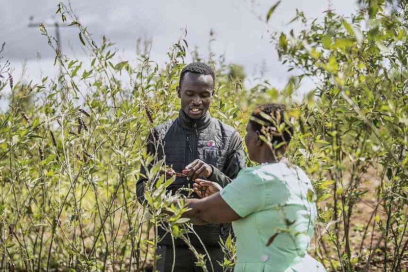 Richard Chongo, Opportunity International's country director for Malawi, left, speaks with Filesi Topola on her farm in Mulanje, southern Malawi, Tuesday, July 29, 2025. (AP Photo/Thoko Chikondi)