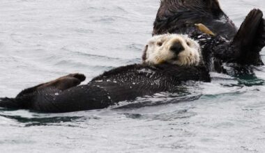 Sea Otter Awareness Week kicks off on Central Coast, nationwide