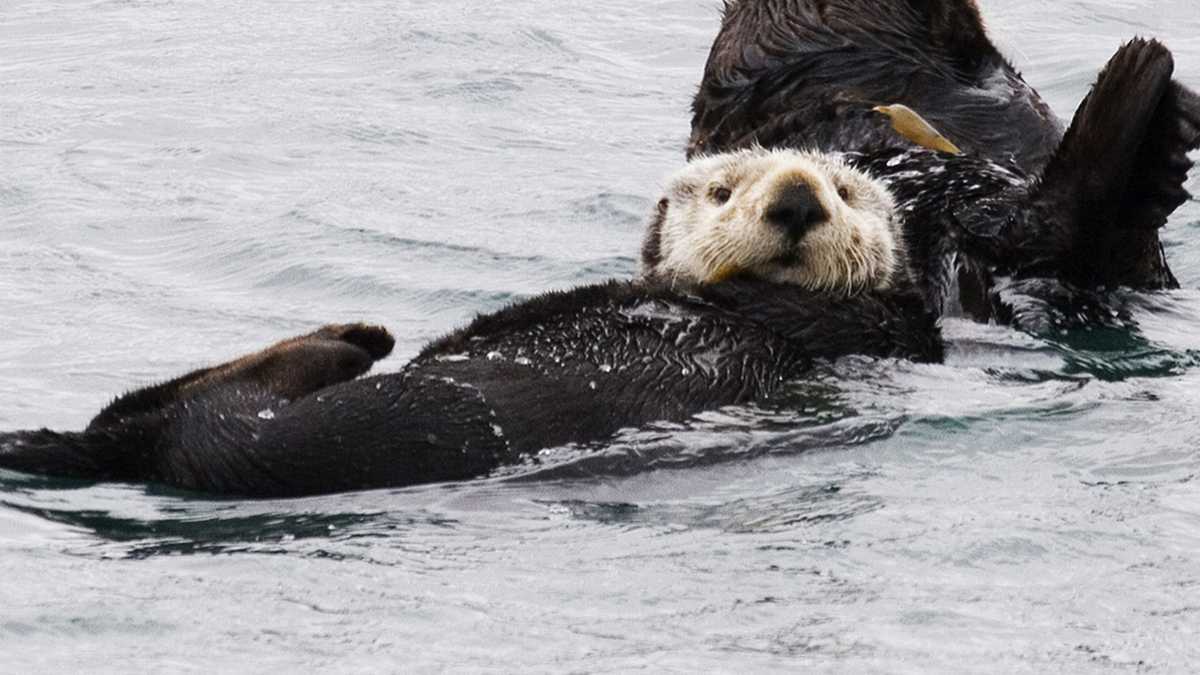 Sea Otter Awareness Week kicks off on Central Coast, nationwide