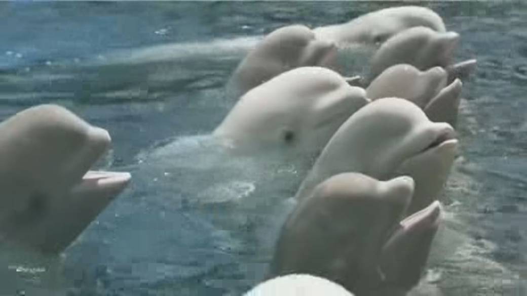 Click to play video: '‘Shut this place down’: Calls for Marineland closure after two more beluga deaths'