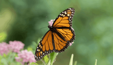 Monarch migration: New York City is an unexpected butterfly haven