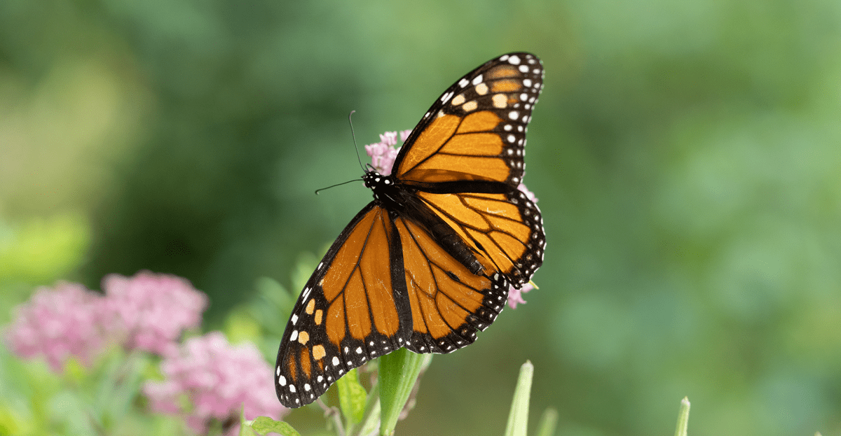 Monarch migration: New York City is an unexpected butterfly haven