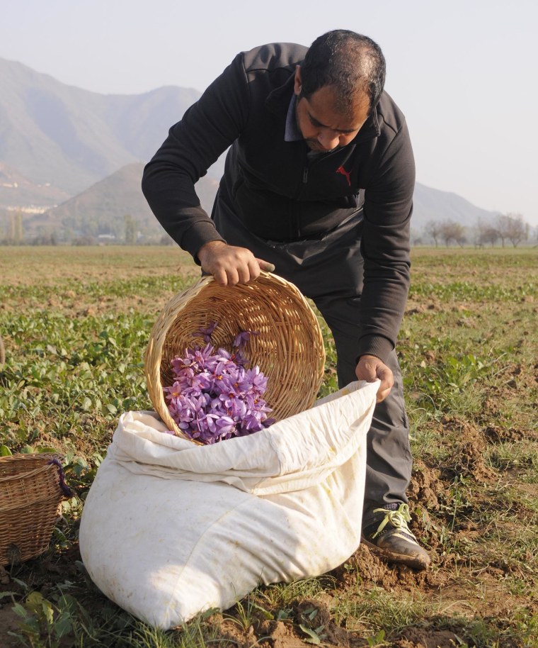 Saffron harvested by a local farmer for RANAVAT in Kashmir.