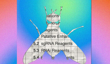 A database about the tiny fruit fly