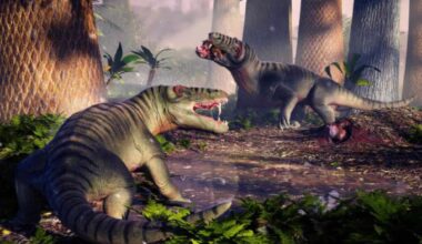 265 Million Year Old Fossil Reveals The Largest South American Prehistoric Predator