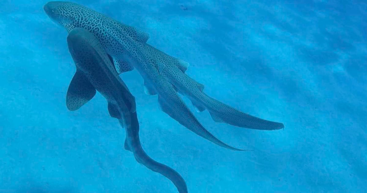 First-Ever Recording of Leopard Sharks Mating Reveals Shock ‘Threesome’