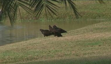 City of Brenham to use pyrotechnics to harass nuisance vultures after reported property damage