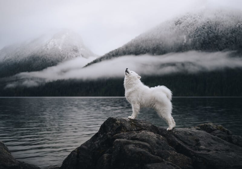 A fluffy white dog stands on a rocky outcrop by a calm lake, howling with its head raised. Misty mountains and low-hanging clouds are visible in the background, creating a serene, wild atmosphere.