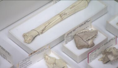 Exhibits at the San Diego Natural History Museum