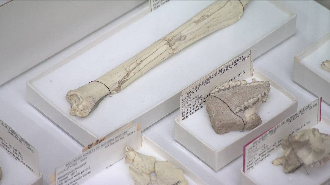 Exhibits at the San Diego Natural History Museum