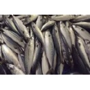 WWF welcomes landmark achievement for the ocean as WTO agreement on fisheries subsidies enters into force