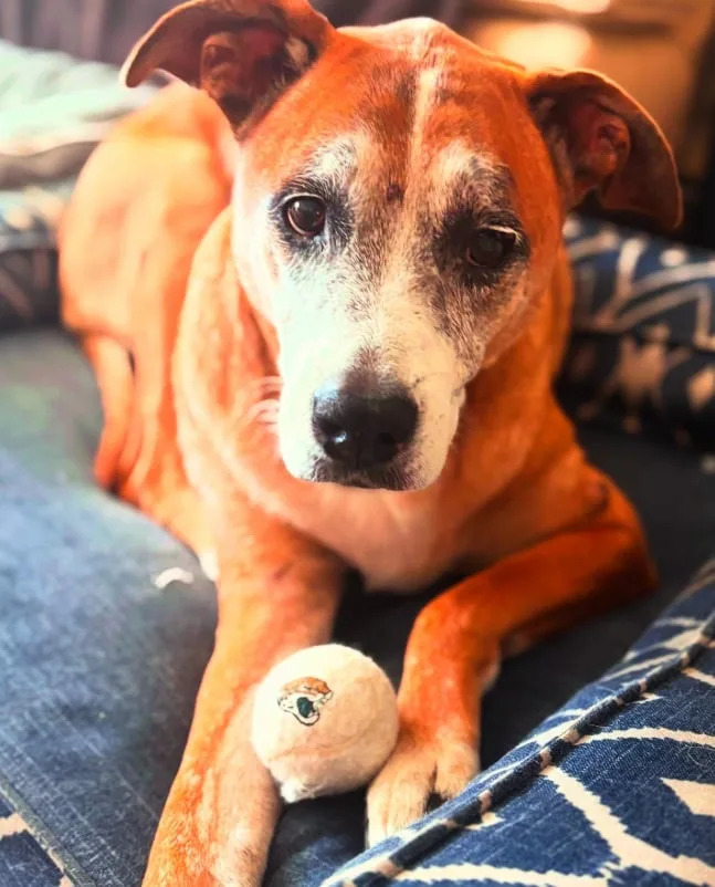 Pacer, Jacksonville's Cutest Pet 2024
Photo: Gotham City Limit