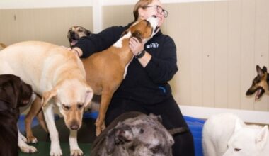 vet with dogs