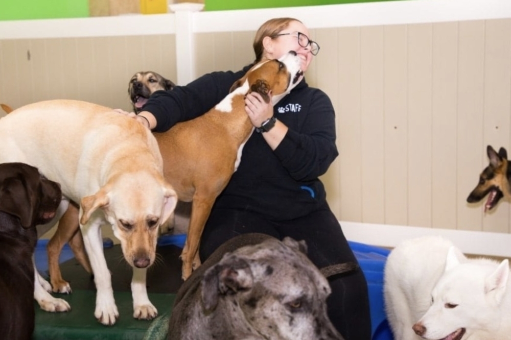 vet with dogs