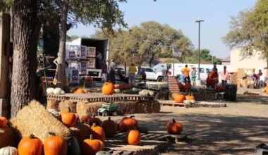 A distant view of a pumpkin patch on a sunny fall day.