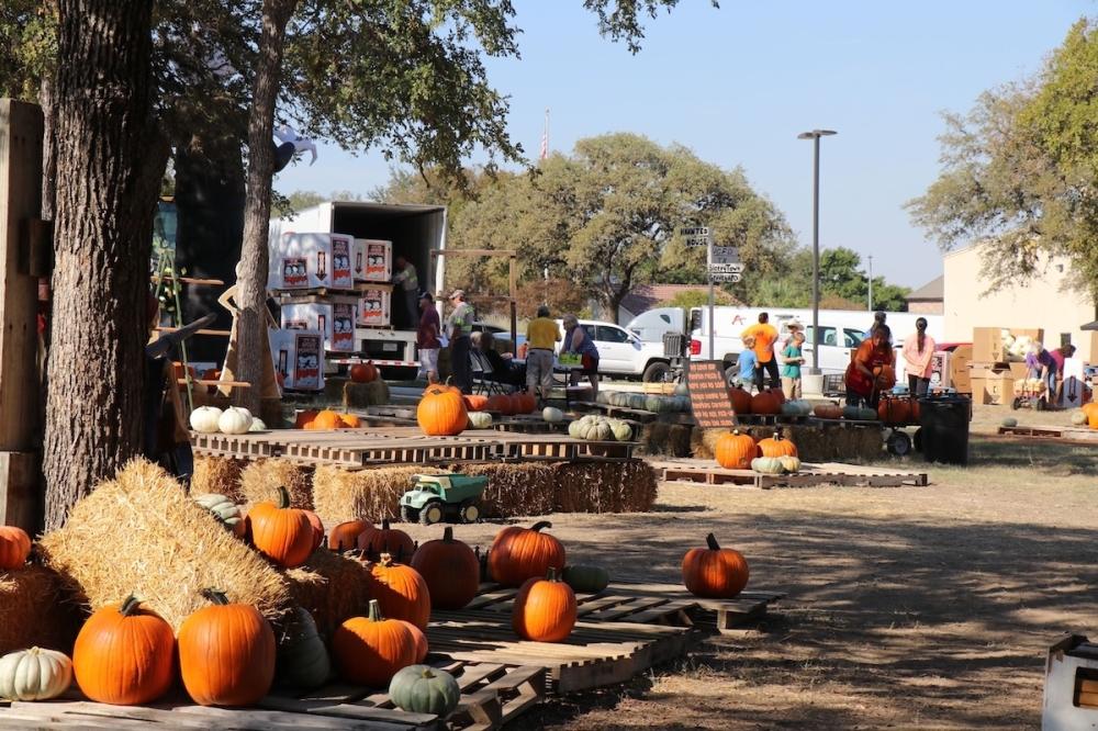 A distant view of a pumpkin patch on a sunny fall day.