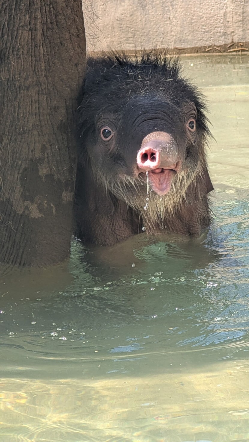 The zoo said mother and daughter have been bonding, a crucial step for development. The calf...