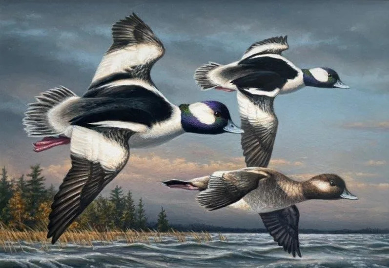 James Hautman, an artist from Chaska, a Twin Cities suburb, is the winner of the 2025 Federal Duck Stamp Art Contest with an acrylic painting of three buffleheads.