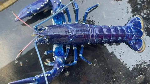 PA Media The picture shows a blue lobster resting on a dark, wet surface. It's quite striking due to its vibrant blue color with white spots on its claws and legs, two antennae, one pink and one blue and sSegmented body and a fan-shaped tail with yellow edges.
