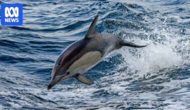 Four dolphins found dead in Huon Aquaculture salmon farm pens during six month period