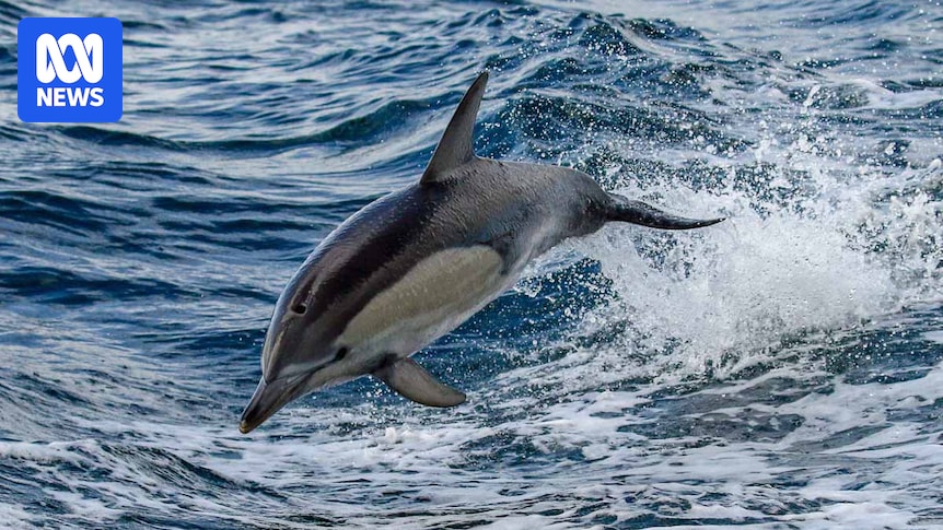 Four dolphins found dead in Huon Aquaculture salmon farm pens during six month period