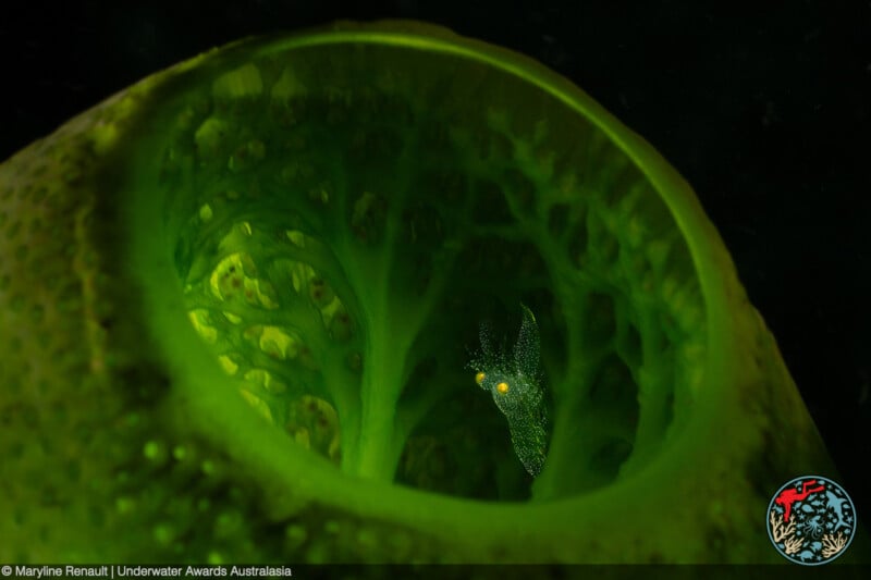 A small, dark nudibranch with glowing yellow eyes rests inside a vibrant green, translucent sponge, illuminated against a dark background.