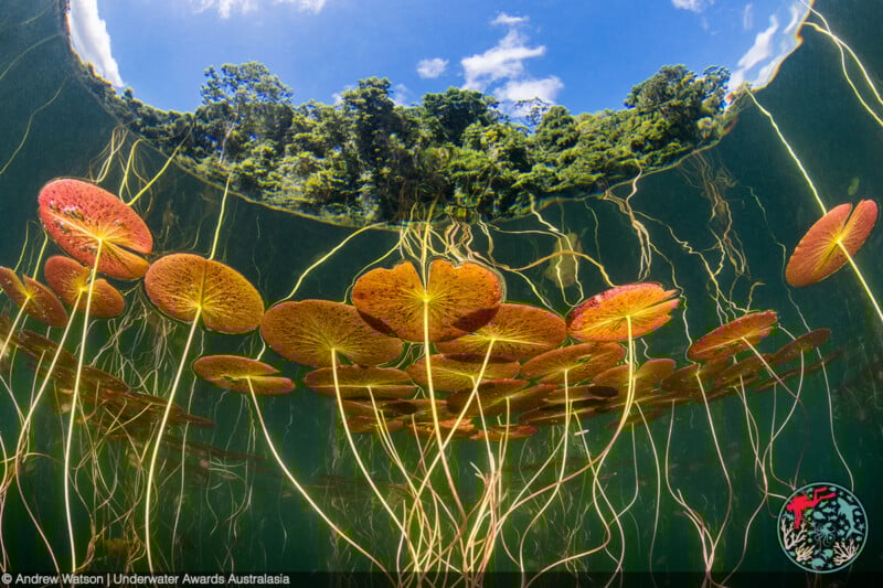 Underwater view of red lily pads and long stems reaching up toward the water's surface, with a circular opening showing a forest and blue sky above. Light filters through the water, illuminating the scene.