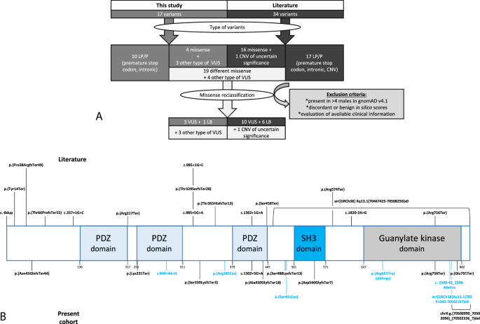 Further phenotypical delineation of DLG3-related neurodevelopmental disorders