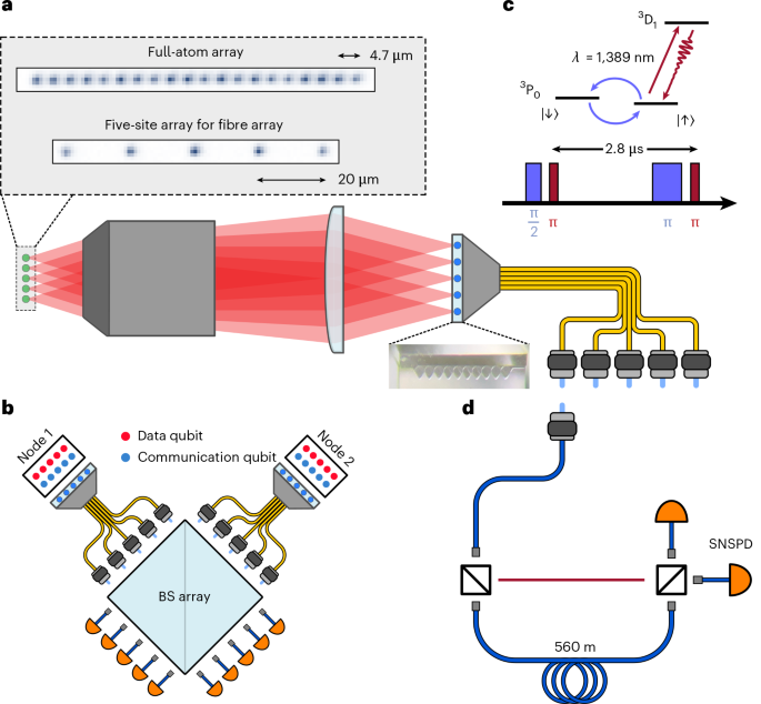 Parallelized telecom quantum networking with an ytterbium-171 atom array
