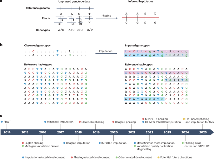 Advances in haplotype phasing and genotype imputation