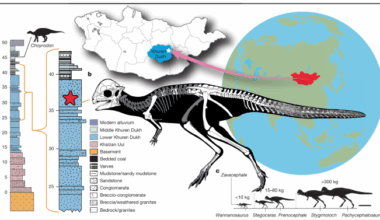A domed pachycephalosaur from the early Cretaceous of Mongolia
