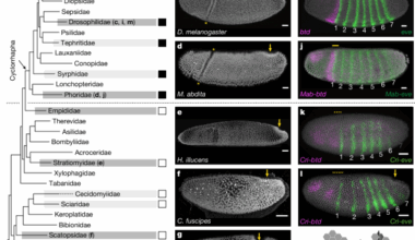 Divergent evolutionary strategies pre-empt tissue collision in gastrulation