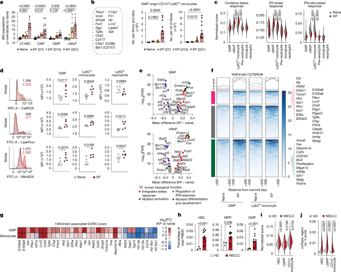 Myeloid progenitor dysregulation fuels immunosuppressive macrophages in tumours