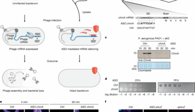 Programmable antisense oligomers for phage functional genomics