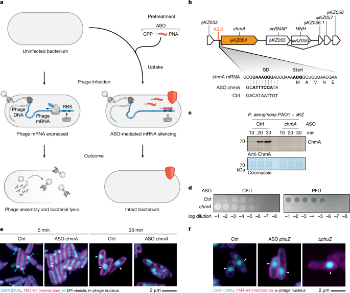 Programmable antisense oligomers for phage functional genomics