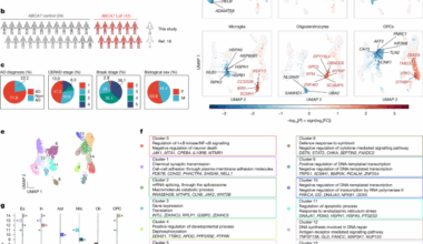 ABCA7 variants impact phosphatidylcholine and mitochondria in neurons
