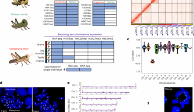 Chromatin dynamics of a large-sized genome provides insights into polyphenism and X0 dosage compensation of locusts
