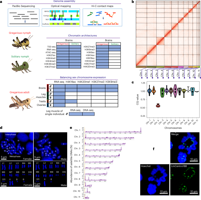 Chromatin dynamics of a large-sized genome provides insights into polyphenism and X0 dosage compensation of locusts