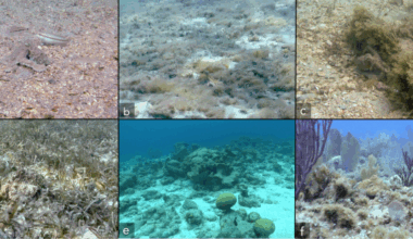 Octopus arm flexibility facilitates complex behaviors in diverse natural environments