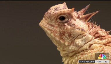 Fort Worth Zoo looks to help horned lizard population – NBC 5 Dallas-Fort Worth