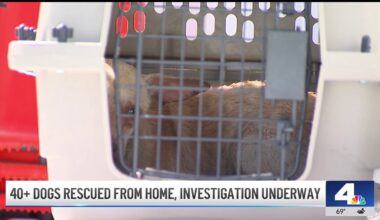 Dozens of dogs rescued from Lawndale home – NBC Los Angeles