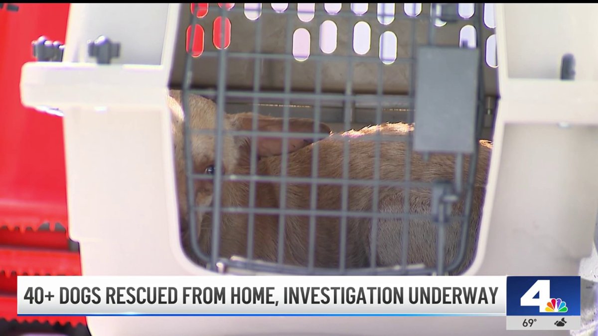 Dozens of dogs rescued from Lawndale home – NBC Los Angeles