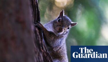 Aggressive squirrel seeking food sends at least two people to ER in California | California
