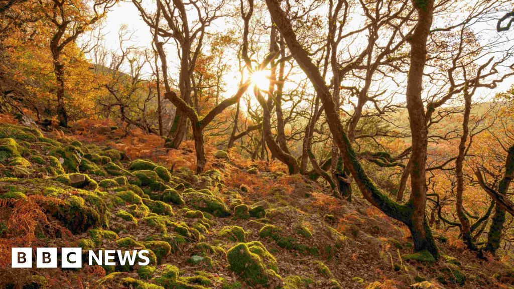 Temperate rainforest restoration project to begin in Cornwall